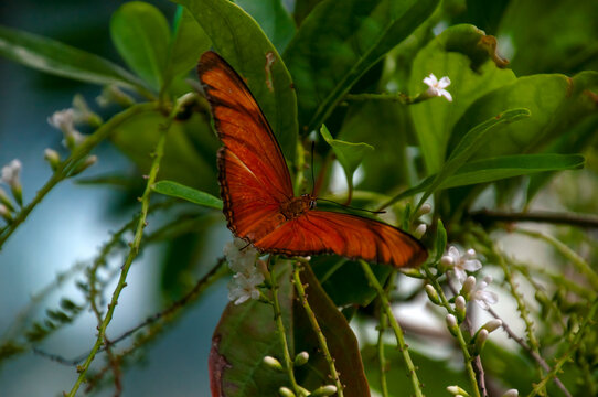 Singapore, vindula dejone or malay cruiser in garden