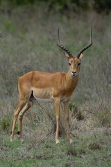 Impala antelope in the African savanna.