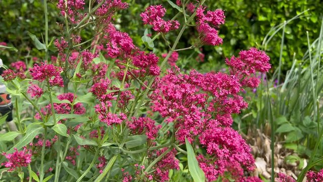Centranthus ruber