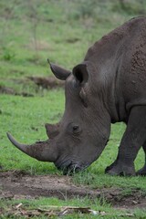 Fototapeta premium Close-up of white rhino in the wild savanna.