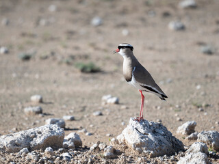 Kronenkiebitz (Vanellus coronatus)