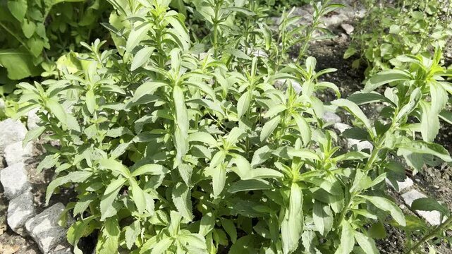 Stevia, rebaudiana, Suesskraut