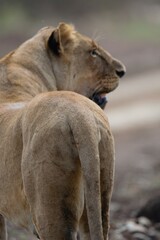 African lioness in the savanna.