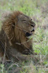 Male African lion in the grass.