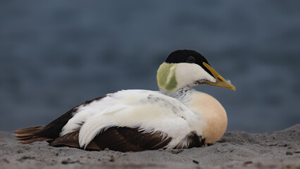 A common eider duck resting on the beach. It' s a male eider duck.