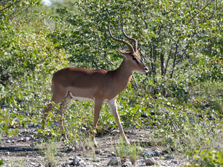 Schwarzfersenantilope oder Impala (Aepyceros melampus)
