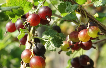 Reife Jostabeeren am Busch