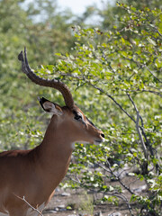 Schwarzfersenantilope oder Impala (Aepyceros melampus)