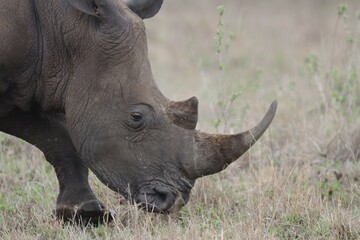 Fototapeta premium Portrait of white rhino in the wild savanna.