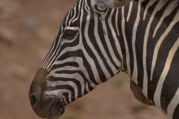 close up of zebra in the African savanna