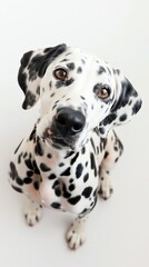 Adorable Dalmatian dog looking up with soulful eyes, displaying unique black spots against a white background.