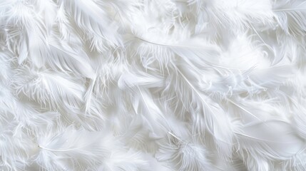 Obraz premium Luxurious white feather pattern texture with elegant design for wallpaper