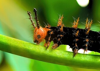 macro of a caterpillar