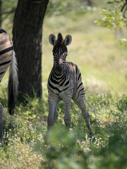 Burchell-Zebra (Equus quagga burchellii)