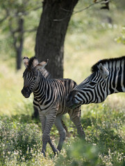 Burchell-Zebra (Equus quagga burchellii)