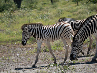 Burchell-Zebra (Equus quagga burchellii)