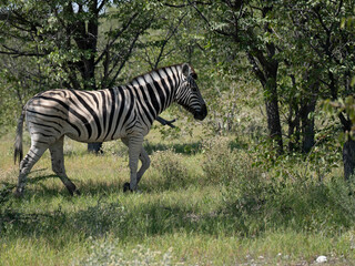 Burchell-Zebra (Equus quagga burchellii)