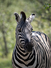 Burchell-Zebra (Equus quagga burchellii)