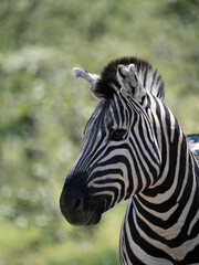 Naklejka premium Burchell-Zebra (Equus quagga burchellii)