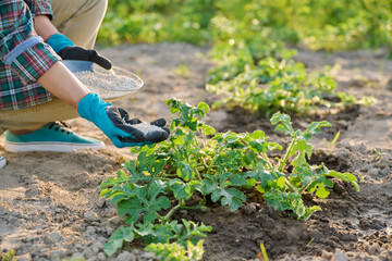 Naklejka premium Close up of mineral fertilizers in hands, fertilizing watermelon plant