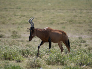 Südafrikanische Kuhantilope (Alcelaphus caama)