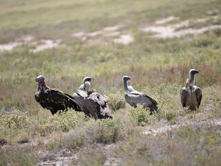 Ohrengeier (Torgos tracheliotos) und  Weißrückengeier (Gyps africanus)