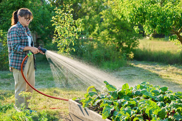 Woman watering beet plants on raised garden bed with hose