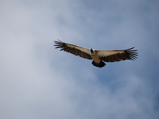 Weißrückengeier (Gyps africanus)