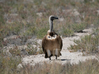 Weißrückengeier (Gyps africanus)