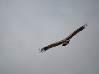 Weißrückengeier (Gyps africanus)