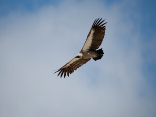 Weißrückengeier (Gyps africanus)