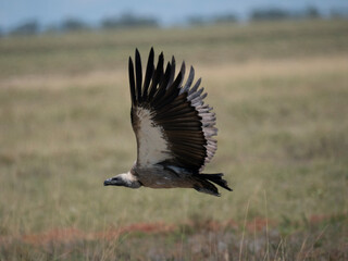 Weißrückengeier (Gyps africanus)