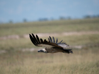 Weißrückengeier (Gyps africanus)