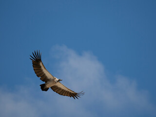 Weißrückengeier (Gyps africanus)