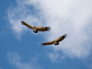 Weißrückengeier (Gyps africanus)