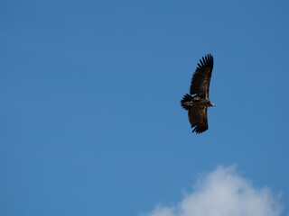 Ohrengeier (Torgos tracheliotos)