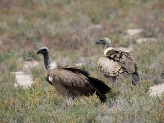 Weißrückengeier (Gyps africanus)