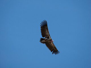 Ohrengeier (Torgos tracheliotos)
