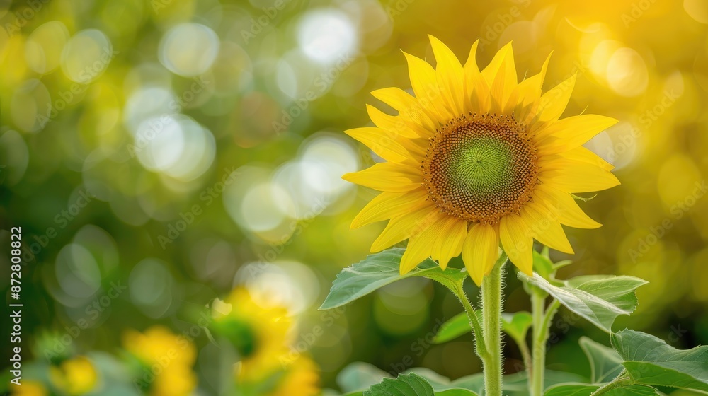 Wall mural Blooming sunflower against yellow green natural background with bokeh close up view