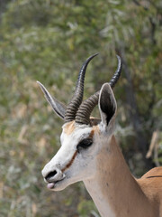 Springbock (Antidorcas marsupialis)