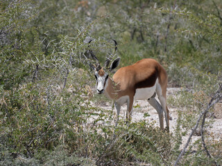 Springbock (Antidorcas marsupialis)