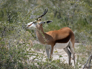 Springbock (Antidorcas marsupialis)