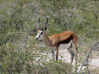 Springbock (Antidorcas marsupialis)