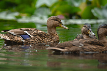 European wild brown duck swimming on a pond full of green lotus flowers. Close up low angle shot, no people