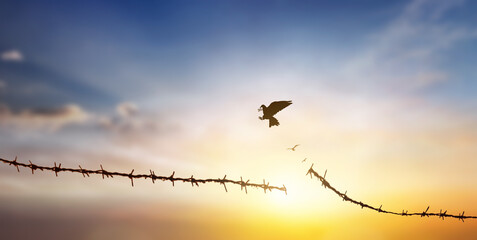 Bird flying and barbed wire at autumn sunset background
