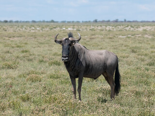 Streifengnu (Connochaetes taurinus)