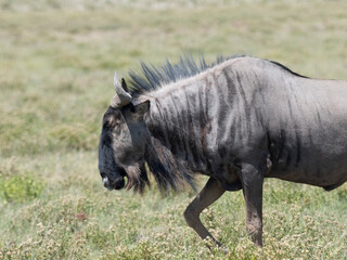 Streifengnu (Connochaetes taurinus)