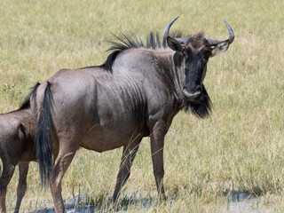 Streifengnu (Connochaetes taurinus)