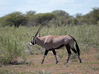 Spießbock oder Südliche Oryx (Oryx gazella)