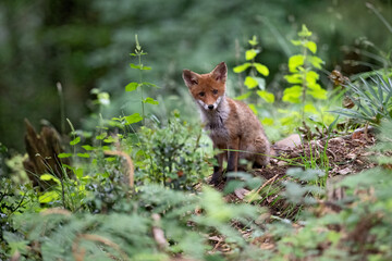 Renard roux (Vulpes vulpes) renardeau en été dans un sous-bois. Alpes. France